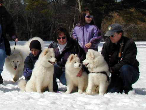 Samoyed_Puppies.jpg